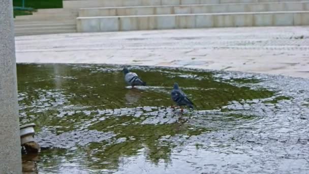 Pombo caminhando na poça — Vídeo de Stock