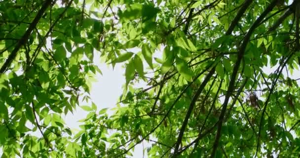 Ветки деревьев перед небом — стоковое видео