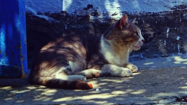 Velho gato Tom descansando na sombra no meio do dia — Vídeo de Stock