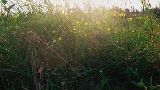 Hierba silvestre con pequeñas flores amarillas temblando sobre el viento retroiluminado — Vídeo de stock
