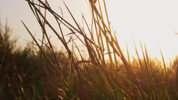 Στεπών χλόης πτερύγισμα στο ζεστό φως του ηλιοβασιλέματος — Αρχείο Βίντεο