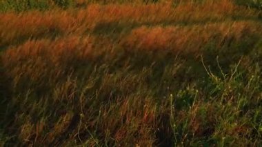 Yabani otlar üzerinde Rüzgar arkadan aydınlatmalı günbatımı güneş ışığı tarafından sallayarak alanında