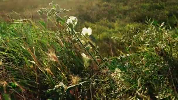 Різні дикі трави рухаються на вітрі — стокове відео
