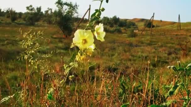 Vista en zona rural con hilera de pilones eléctricos hechos de tronco y flores silvestres en primer plano — Vídeos de Stock