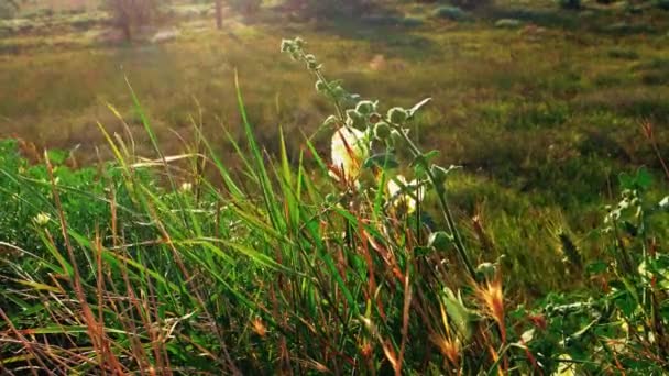 Gras rillen op wind backlit — Stockvideo