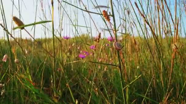 Skal av snigel i vilda gräs frossa på vinden — Stockvideo