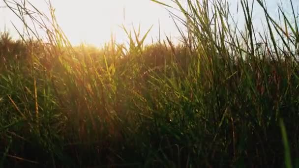 Grama selvagem se movendo no vento na hora do pôr do sol — Vídeo de Stock