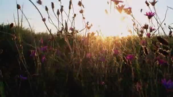 Field of small violet wildflowers fluttering on wind in front of setting sun — Stock Video