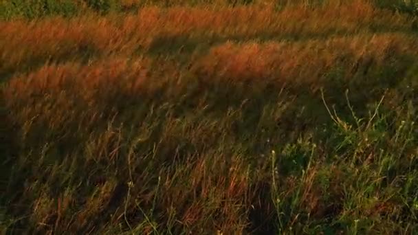 Fält med vilt gräs viftande på vinden bakgrundsbelyst av sunset solljus — Stockvideo