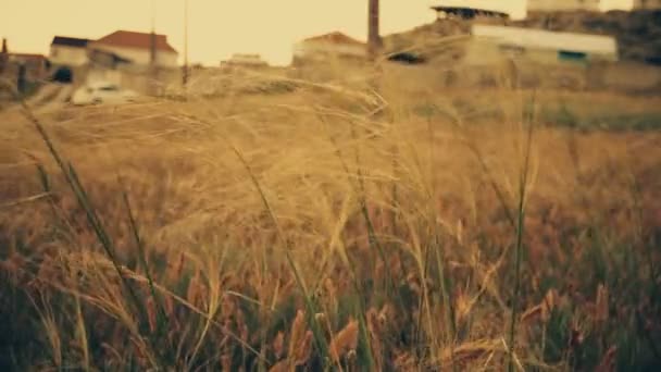 Wildernis, wilde grassen — Stockvideo