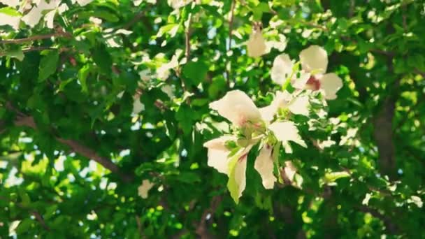 Grandes flores tropicais — Vídeo de Stock