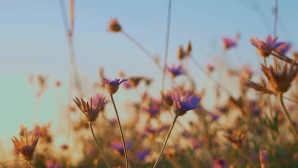 Hierba Seca con Flores Agains Cielo Azul — Vídeo de stock