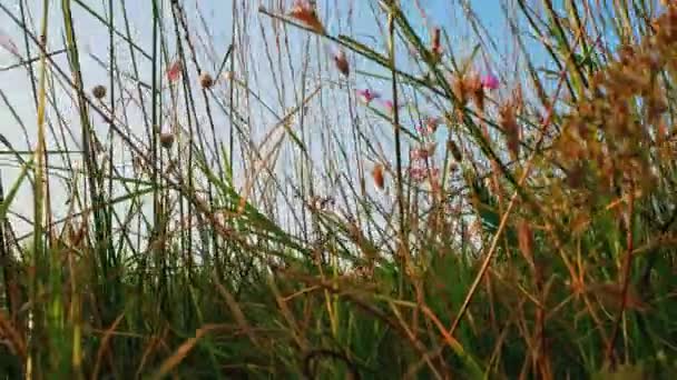 Worm angle view of hight grass in front of sky — Stock Video