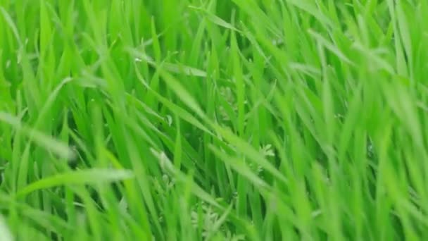 Hierba verde del campo en el viento — Vídeo de stock