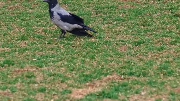 El cuervo encapuchado (Corvus cornix) es una especie de ave paseriforme del género Corvus. Un cuervo gris en la hierba . — Vídeos de Stock