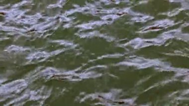 Su yüzeyindeki su dalgaları