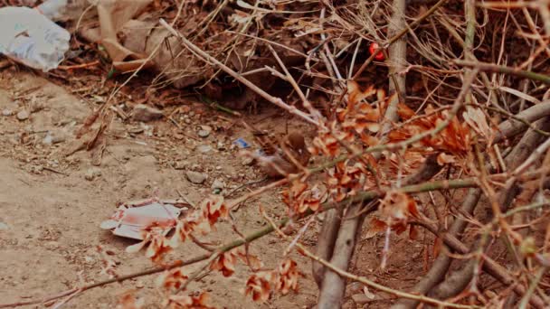 Gorrión hembra alimentándose en tierra vista a través de ramas — Vídeos de Stock