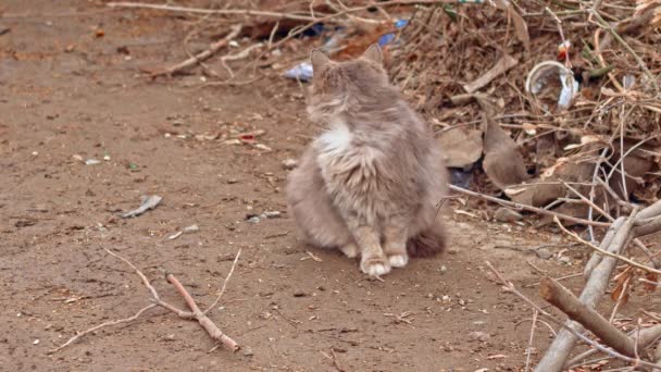 Lindo gato esponjoso en la calle — Vídeos de Stock