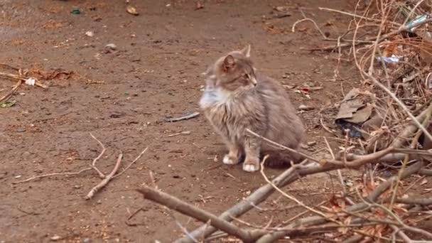 Fluffy gato volviendo atrás — Vídeo de stock