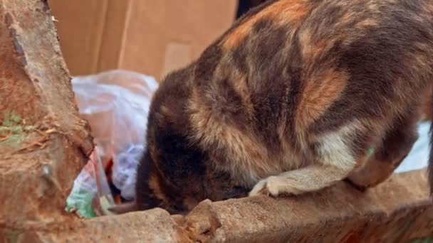Крупный план трехцветной кошки, поедающей что-то в мусорном контейнере — стоковое видео