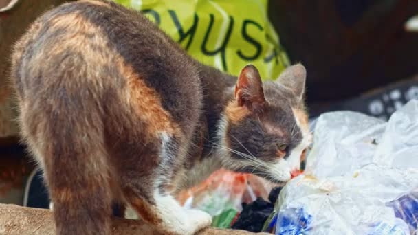 Tri-color gato sin hogar comer algo en basurero — Vídeos de Stock