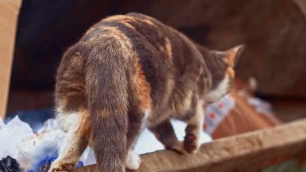 Calico gato caminar lejos en dumpster — Vídeo de stock