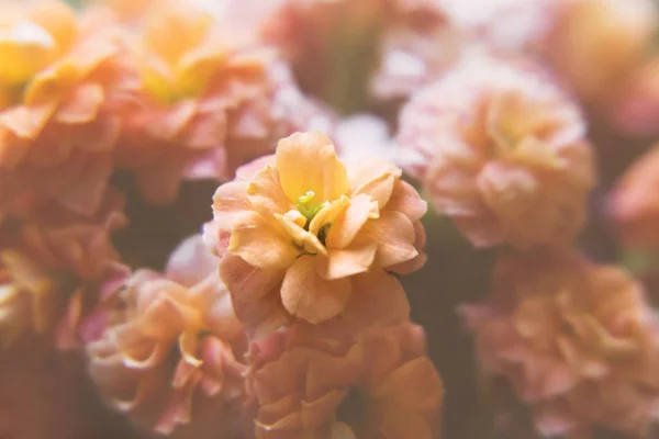 Kunst aussehende Makroaufnahme orangefarbener dekorativer Blumen — Stockfoto