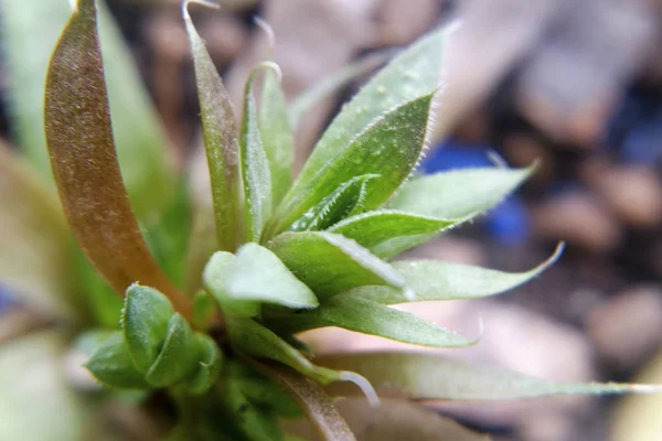 Makro snímek výhonek kaktus — Stock fotografie