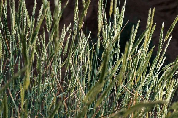 Dzika trawa na pustyni — Zdjęcie stockowe