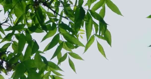 Ramas con hojas temblando frente al cielo — Vídeo de stock