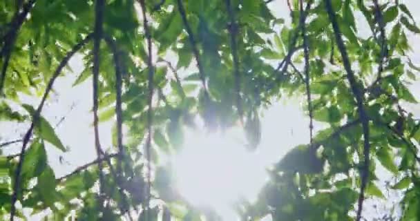 Сонце світить крізь гілки з листям — стокове відео