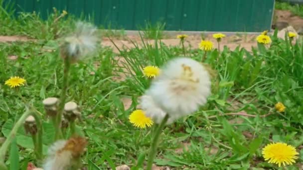 Blowballs Dandellion Wind Slow Motion — Stock Video