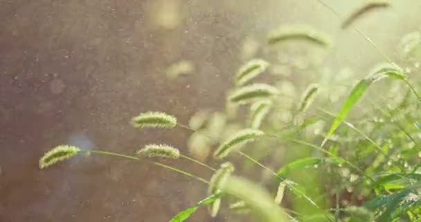 En skurkroll regnar på sommaren. Kraftigt regn i park sköt med selektiv fokus på gräs — Stockvideo