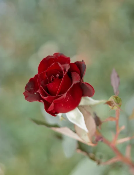 Βαθύ κόκκινο αυξηθήκατε στον κήπο. Ένα κόκκινο τριαντάφυλλο στον κήπο πυροβόλησε από πάνω — Φωτογραφία Αρχείου
