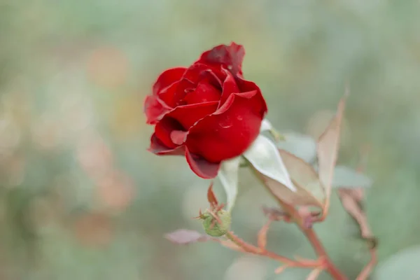 Rosa Vermelha Escura no Jardim Tiro com Copyspace. Closeup de uma rosa roxa no jardim — Fotografia de Stock