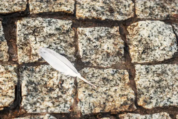 Above view of bird feather on wet stone pavement — Stock Photo, Image