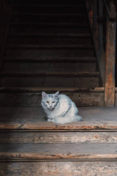 Weiße Katze sitzt auf alten Holztreppen — Stockfoto
