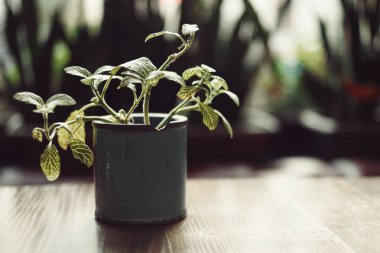 Yeşil Pot bitki üzerinde ahşap masa sırt ile