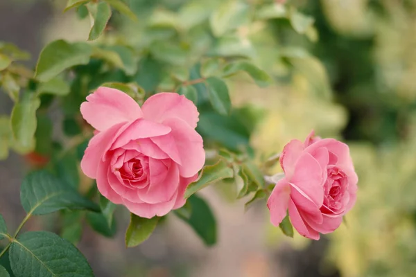 Rosas macias em roseiras — Fotografia de Stock