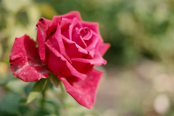 Roze rode roos in de tuin met copyspace — Stockfoto