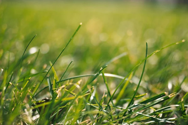 Spring background with green grass ground point view — Stock Photo, Image