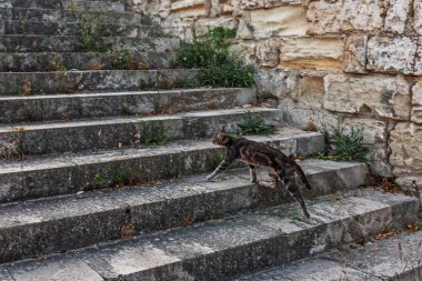 Merdivenlerden dışında üzerinden yürüyen kedi