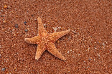 Kumsalda güneşlenirken turist olarak yalan yalnız deniz yıldızı