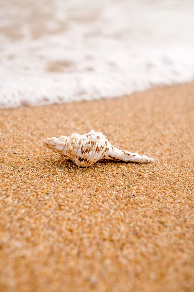 Witte schelp op zee zandige kust macro opname, onscherpe achtergrond en voorgrond, ondiepe dof — Stockfoto