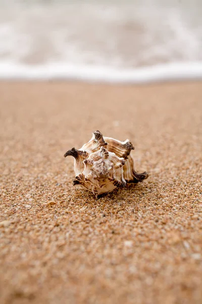 Front view of a shell against surf macro shot. Blurred background — Stock Photo, Image