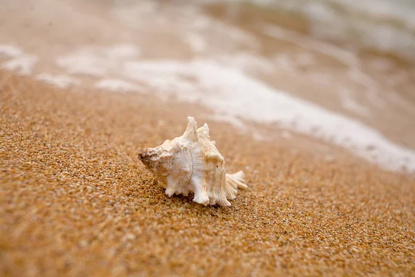 White sea shell on the sandy shore — Stock Photo, Image