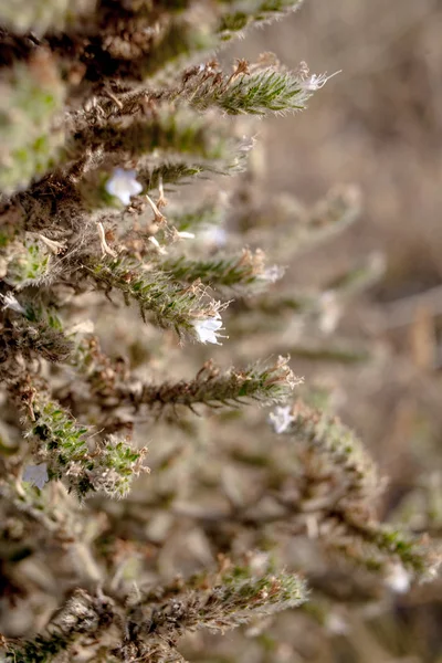 Suculenta hierba del desierto imagen de primer plano —  Fotos de Stock