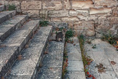 Melez kedi merdivenlerde oturan