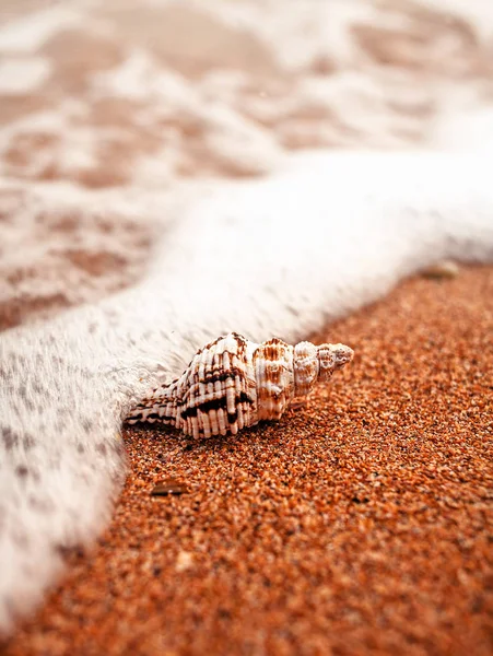Shell in water a lot of copyspace , shallow DOF — Stock Photo, Image