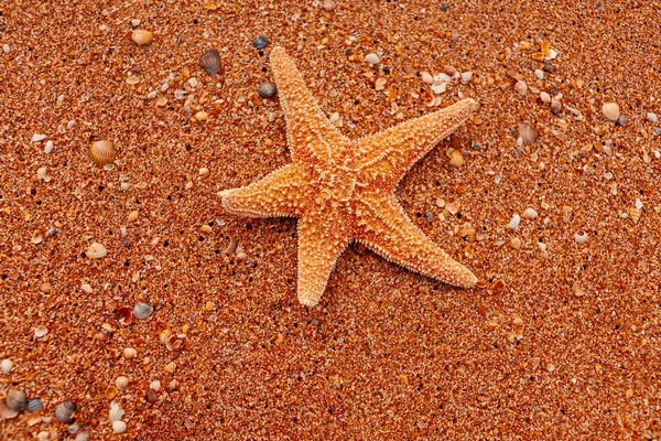 Peixe estrela na areia grossa — Fotografia de Stock